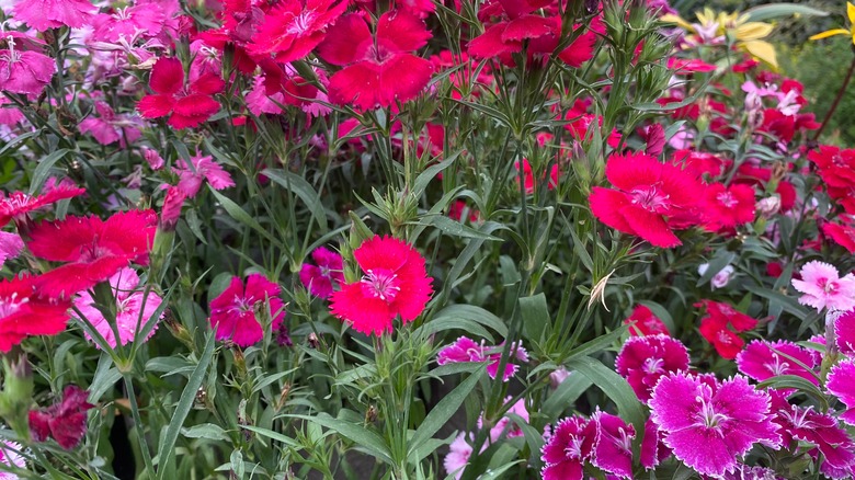 Shades of pink dianthus