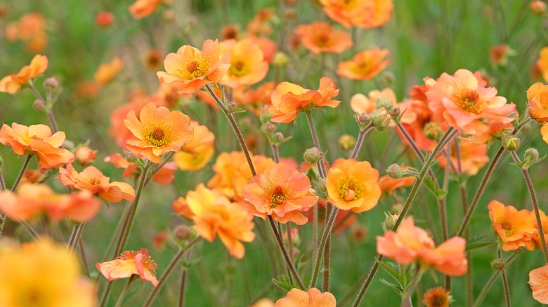 orange geum in bloom