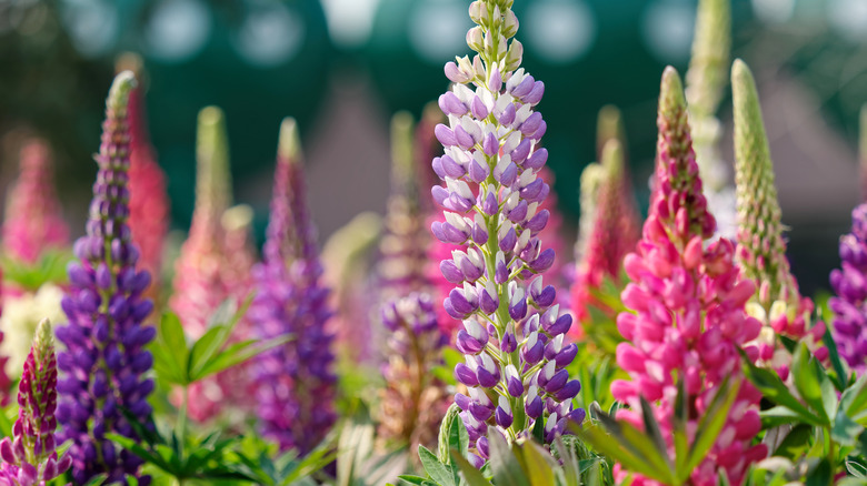 lupines with flowering stalks