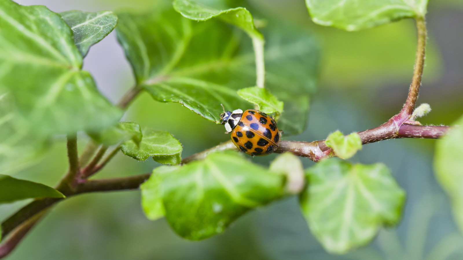 Encourage Beneficial Ladybugs To Visit Your Garden With This DIY Feeder