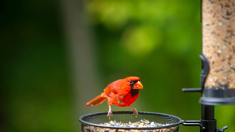 A cardinal sits on a bird feeder