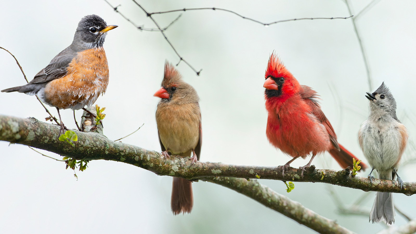 Encourage More Birds To Visit Your Yard With This Terracotta Pot Hack