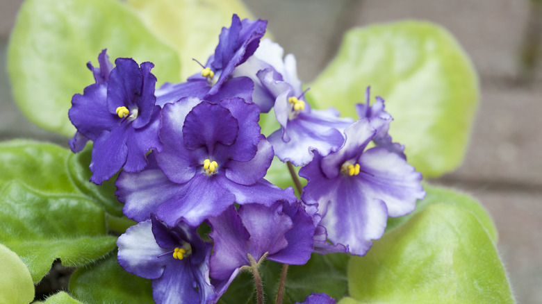 close up of an African violet plant with many blooms