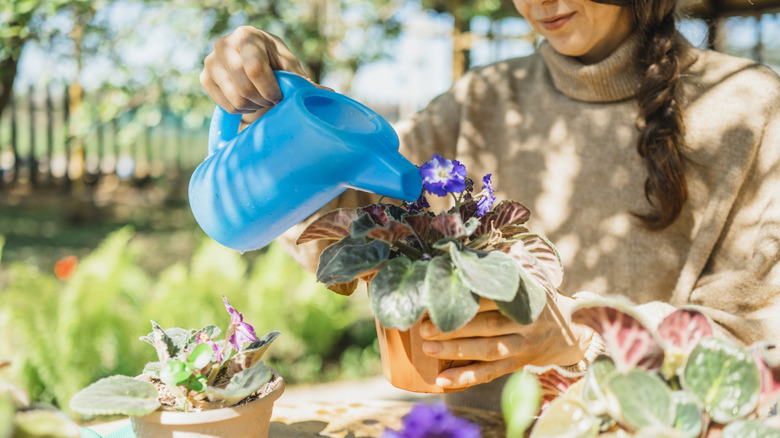 woman watering her african violet plant in a pot