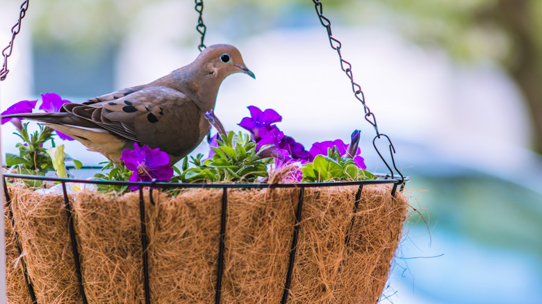 dove in basket with flowers