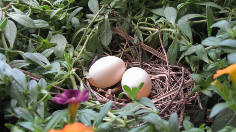 nest with two eggs in bush