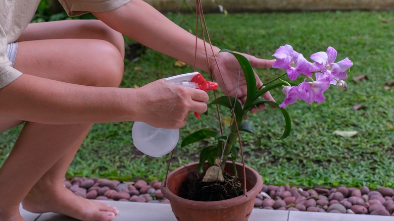 Spraying fertilizer on orchid plant