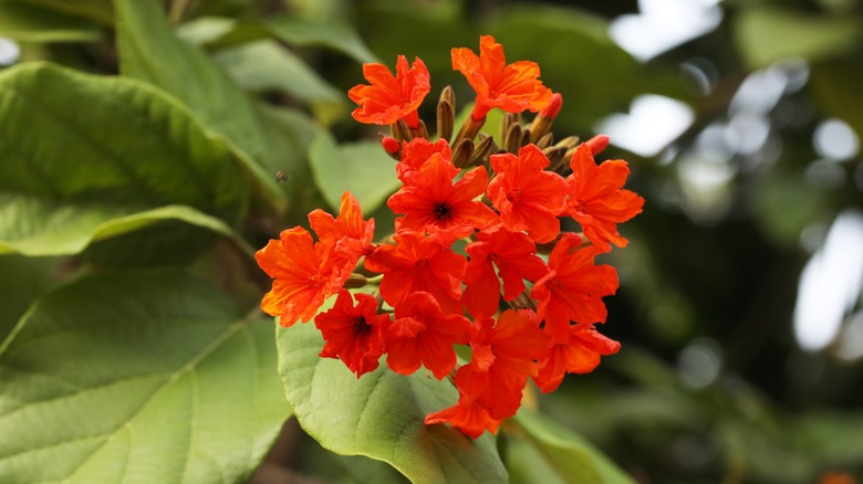 geiger tree orange blooms