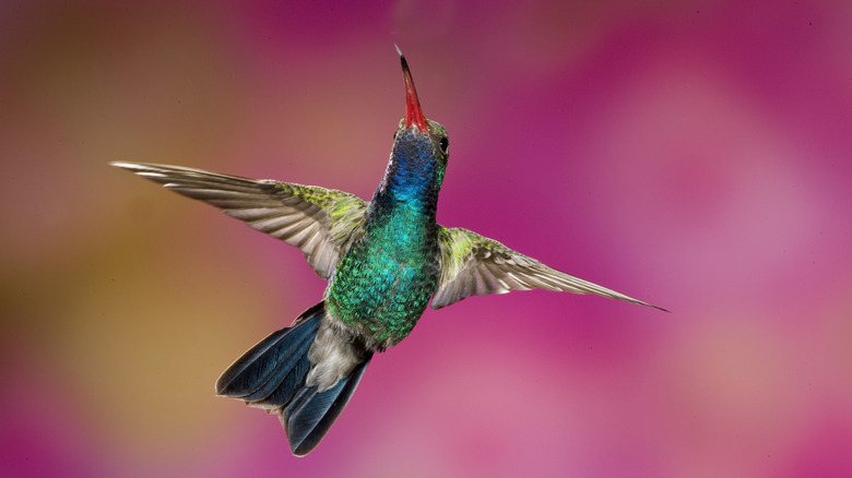 hummingbird in flight