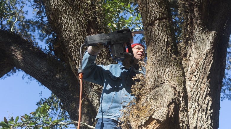 Person pruning a live oak tree