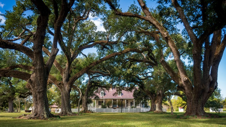 live oaks in front of a house