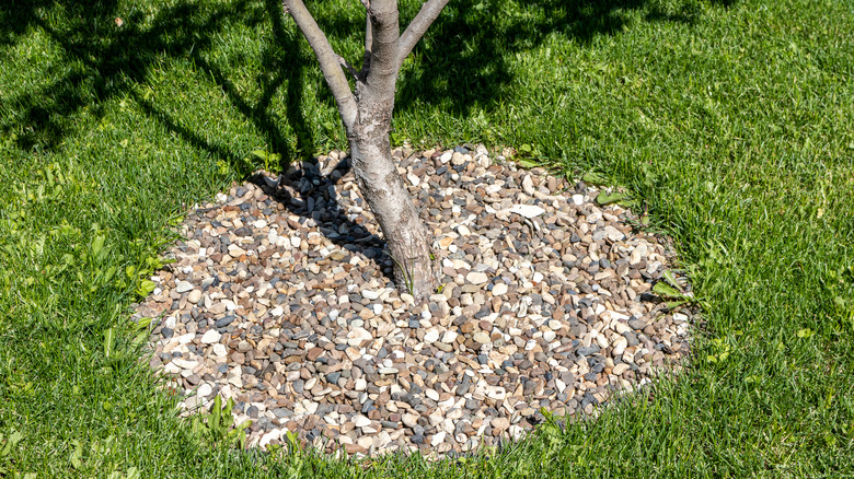 Rocks around tree in yard