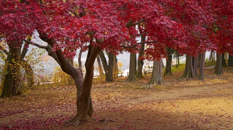 Red maple trees along path