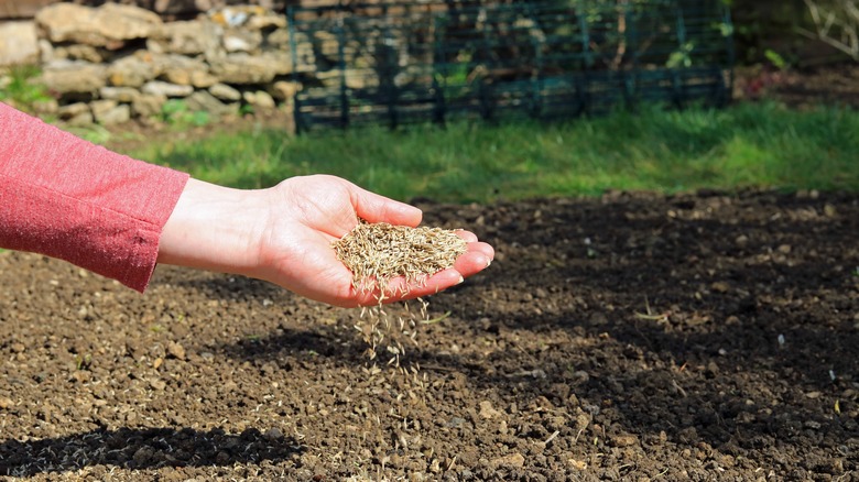 Sowing grass seeds in garden