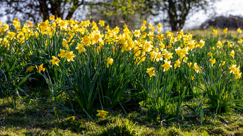 Yellow daffodils in field