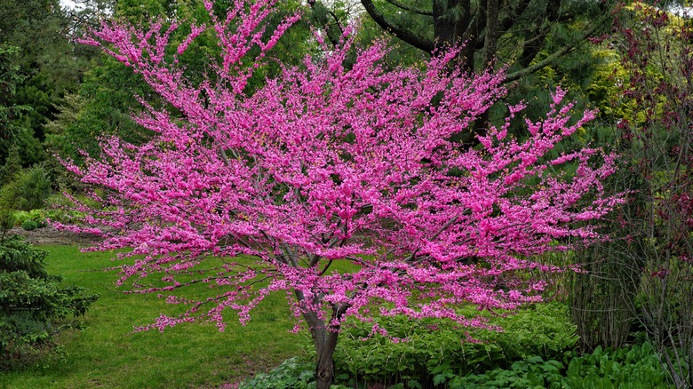 Eastern redbud tree in yard