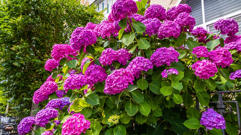 Hydrangea bush with pink blooms
