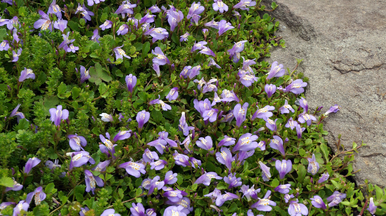 Creeping mazus along cement patio