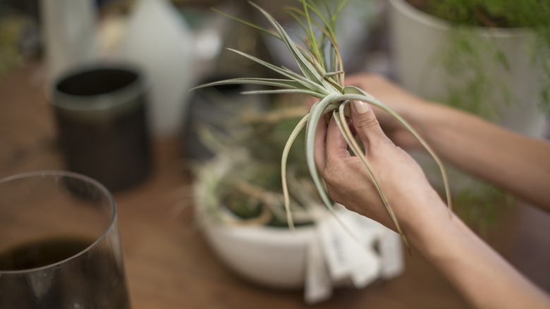 Hand holding an air plant