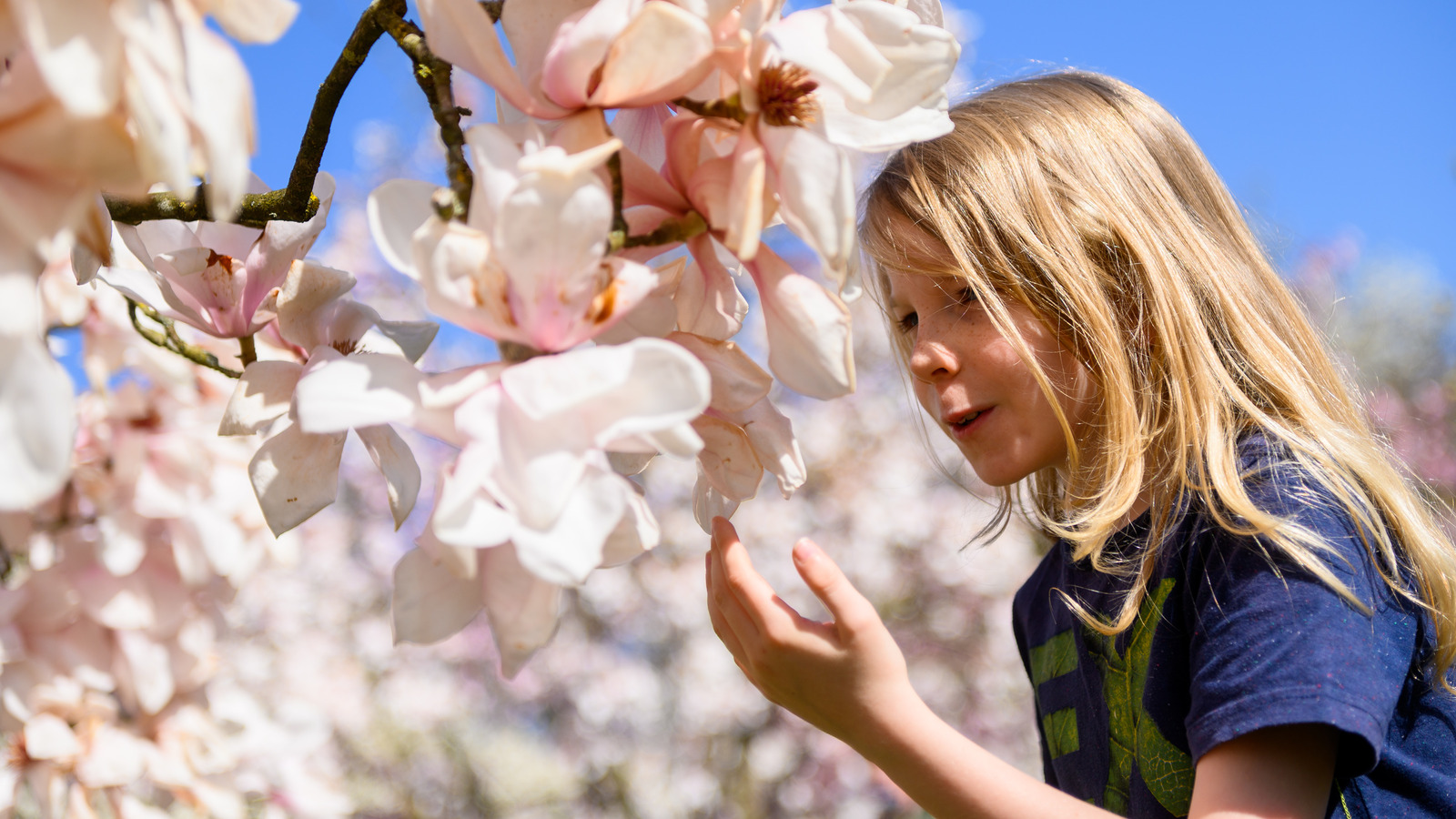 Ensure Your Magnolia Flower Buds Bloom Year After Year With These Tips