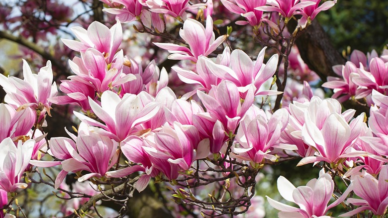 pink blooming magnolia flowers