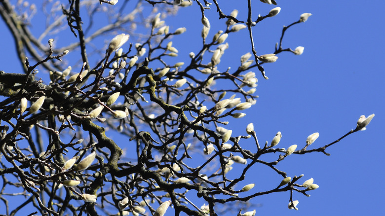 magnolia buds on branch