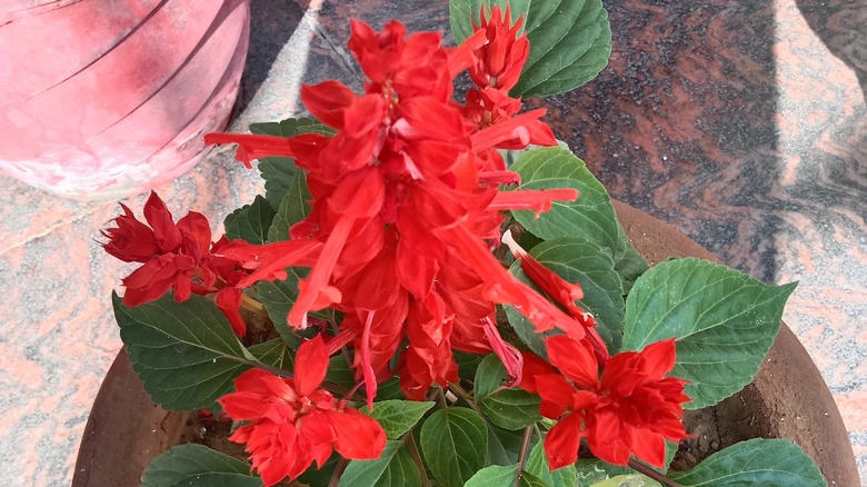 scarlet sage in pot