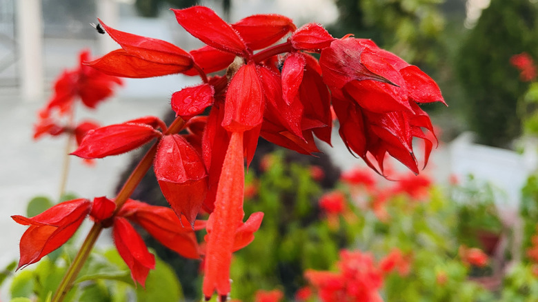 red scarlet sage flowers