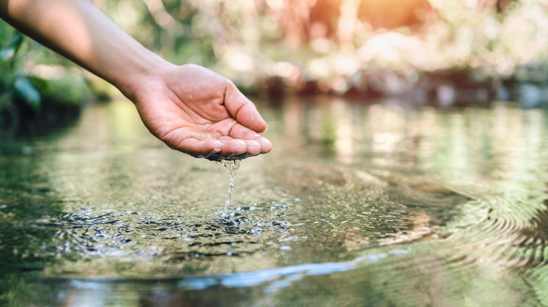 hand scooping pond water