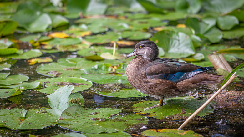 duck in pond with lilypads