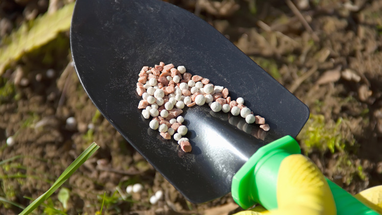 shovel holding plant fertilizer