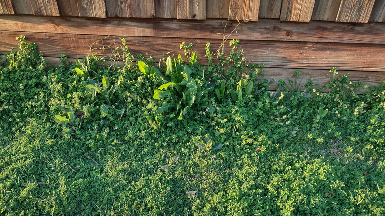 A weedy patch of grass