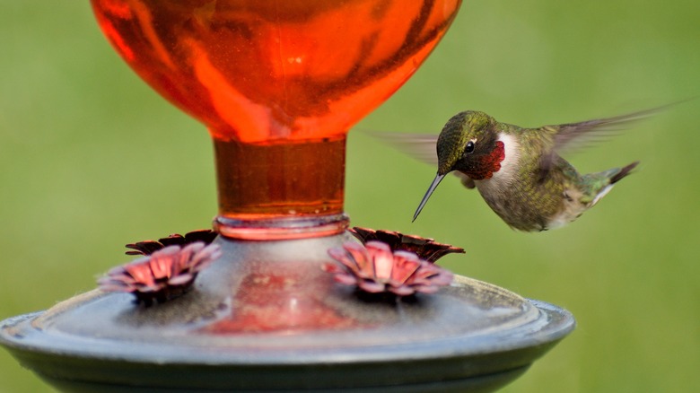 Hummingbird at feeder