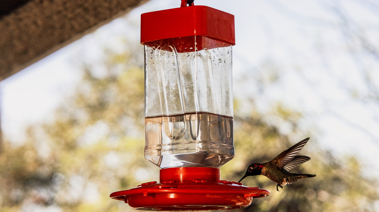 Hummingbird sucking from feeder