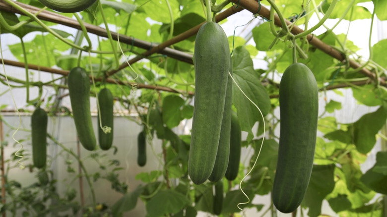 Cucumbers hanging from arbor