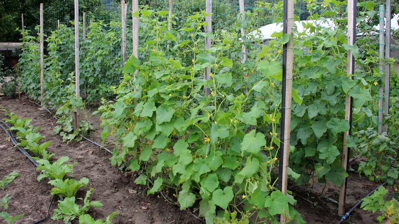 cucumber plants on trellises