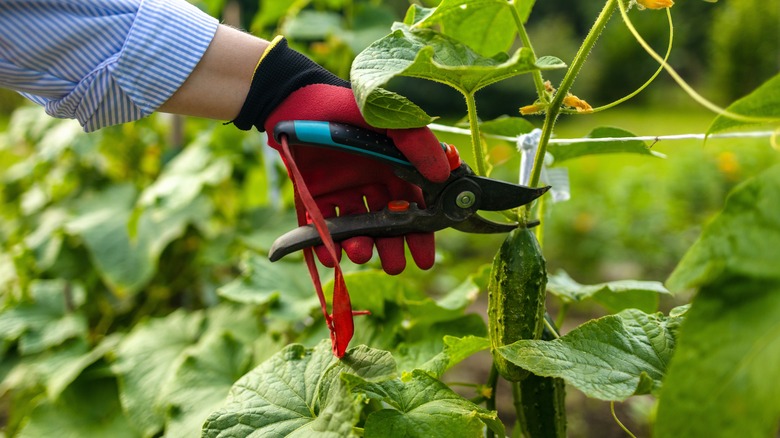 woman harvests cucumber 