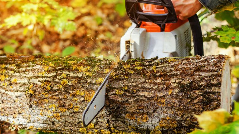 A chainsaw cutting through a tree trunk