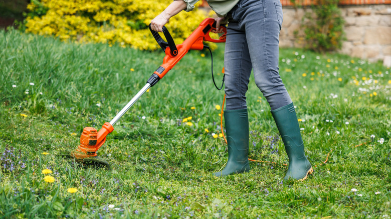 A string trimmer cutting down dandelions