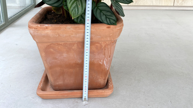 measuring size of plant pot