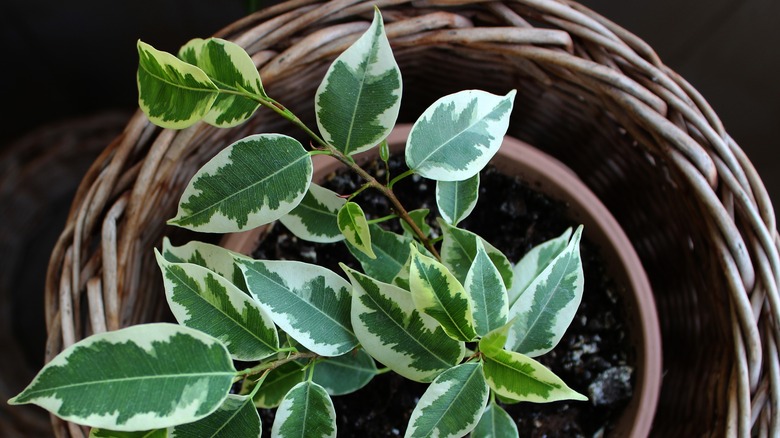 ficus plant in wicker basket