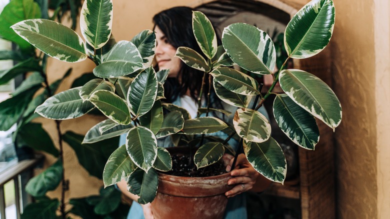 woman holding a ficus elastica