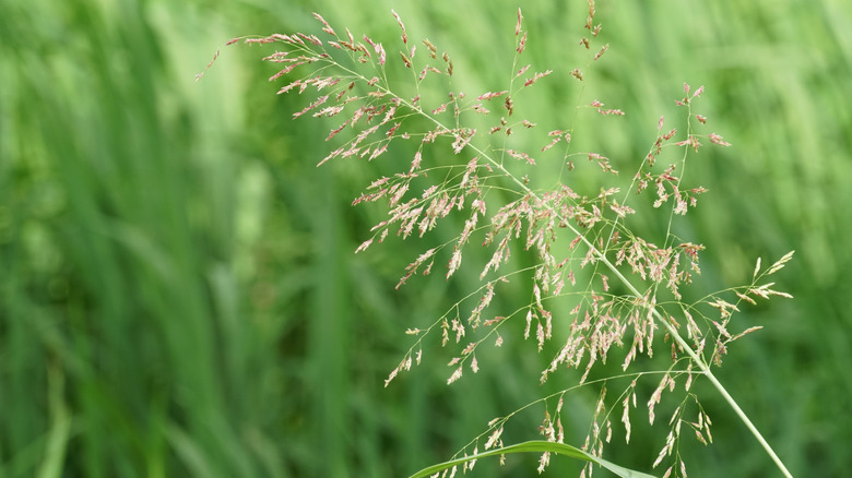 Johnsongrass weed head