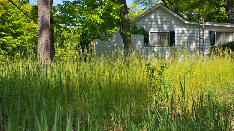Overgrown weeds in yard