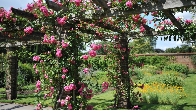 pergola with roses