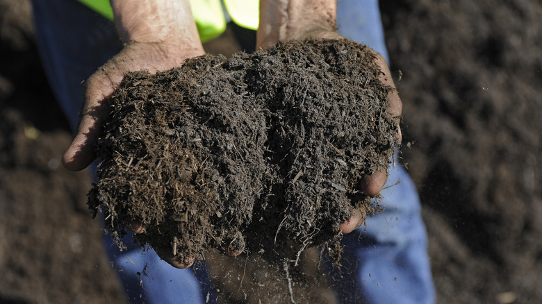 hands holding pile of compost