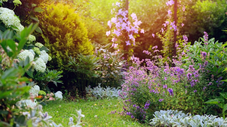 colorful flower garden