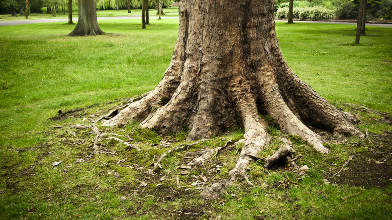 tree roots in a park