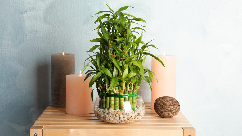 lucky bamboo pot on table