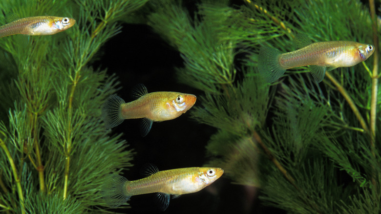 Gambusia affinis fish swimming